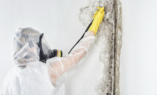 Mold Remediation 1